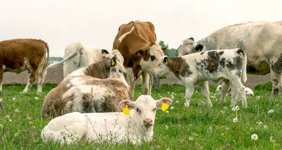 In-depth cattle population study could help to reduce emissions